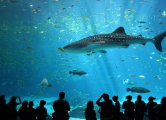 Trọn bộ review vẻ đẹp của Viện Hải Dương học Nha Trang Vẻ đẹp lôi cuốn của Viện Hải dương học Nha Trang