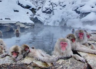 Công viên khỉ Jigoku Dani: Địa điểm du lịch Nhật Bản cực HOT Công viên khỉ Jigoku Dani: Địa điểm du lịch Nhật Bản cực HOT