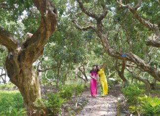 Khám phá vườn nhãn cổ Bạc Liêu – điểm du lịch sinh thái thú vị Khám phá vườn nhãn cổ Bạc Liêu - điểm du lịch sinh thái thú vị