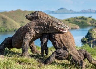 Du lịch đảo Komodo Indonesia, lưu ngay kinh nghiệm chi tiết từ A - Z